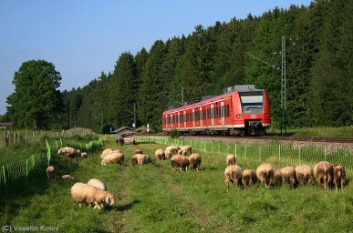Wir befinden uns unweit vom Dorf Fellach am Nachmittag des 6.08.2009. Die ländliche Beschaulichkeit wird kurz durch 425 143 unterbrochen, der als Regionalbahn in Richtung Holzkirchen unterwegs ist.